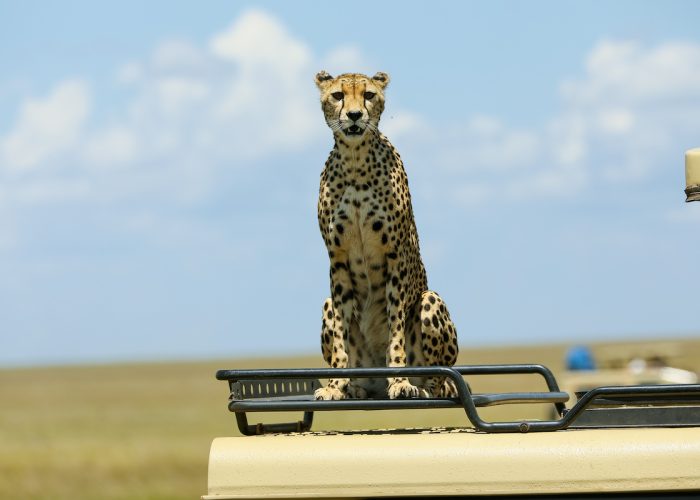 serengeti Game Drivejpg