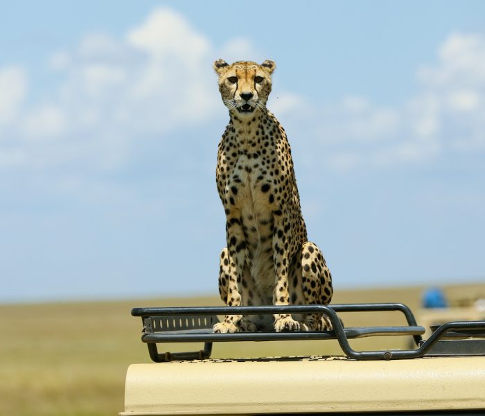 serengeti Game Drivejpg