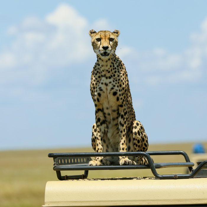 serengeti Game Drivejpg