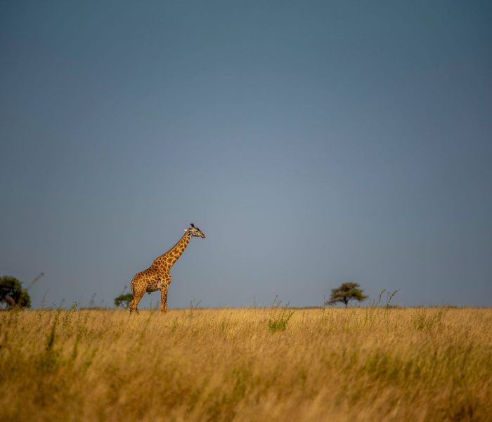 serengeti Plain