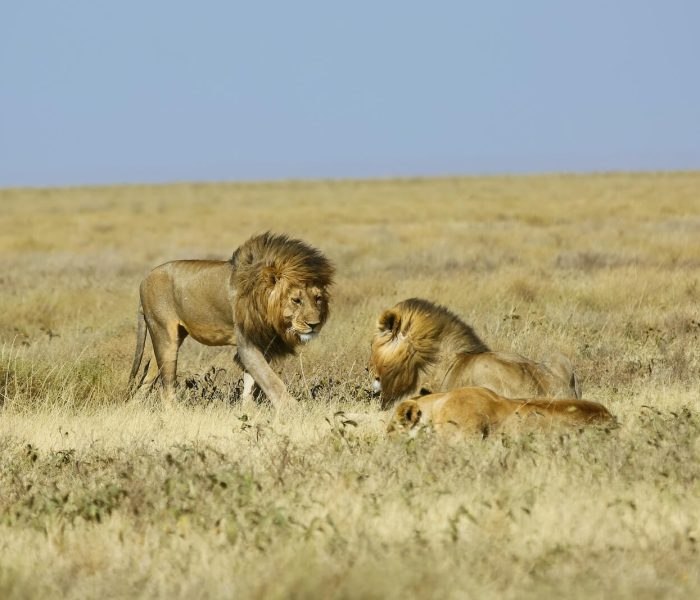 serengeti and ngorongoro fly in safari JPG