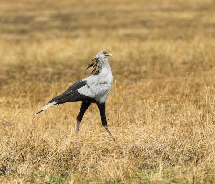 serengeti bird