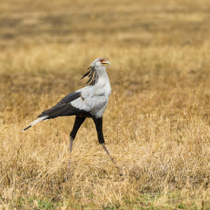 serengeti bird