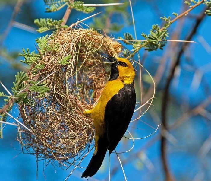 serengeti bird