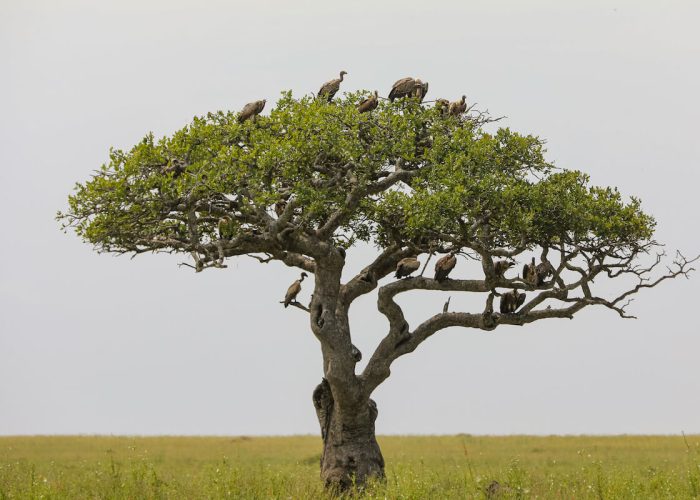 serengeti birds