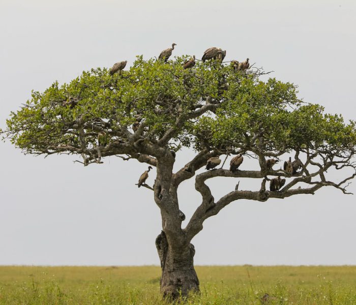 serengeti birds