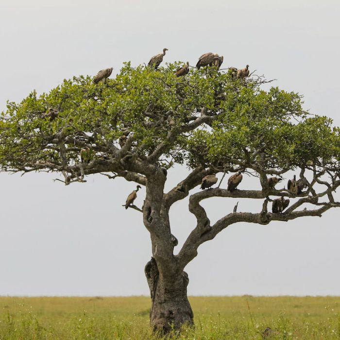 serengeti birds