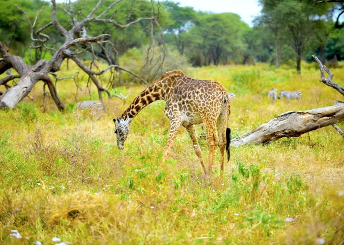 serengeti girraffe