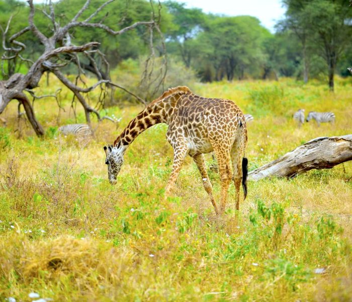 serengeti girraffe