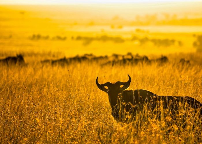 serengeti great migration (1)