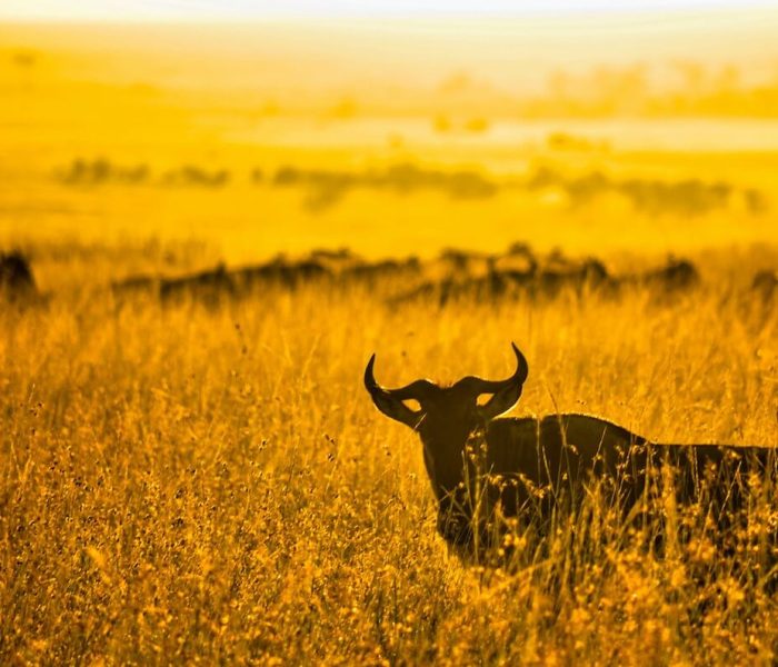 serengeti great migration (1)