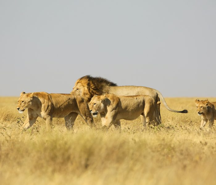 serengeti lion safari