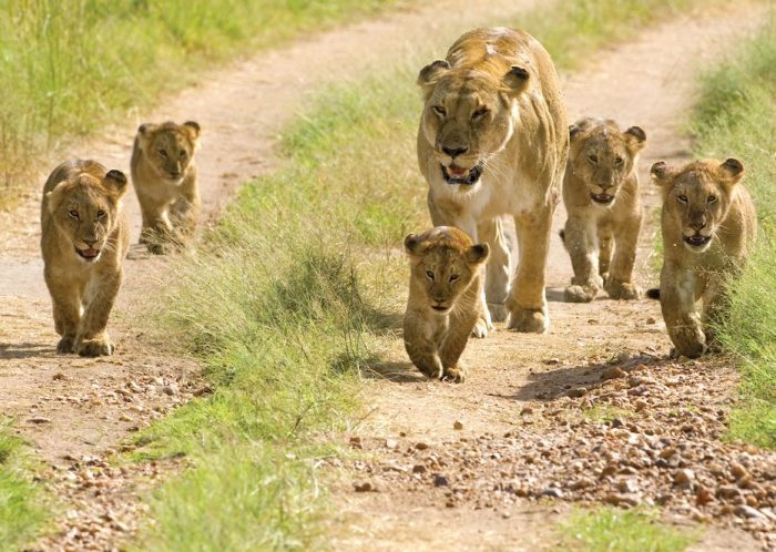 serengeti national park