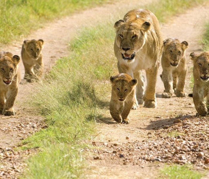 serengeti national park