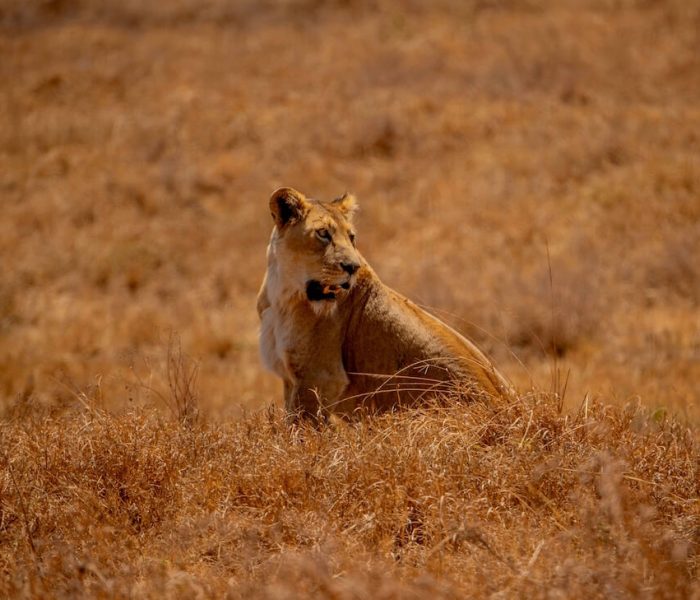 serengeti national park