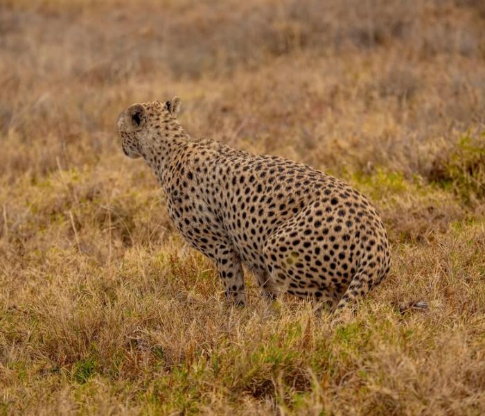 serengeti national parks