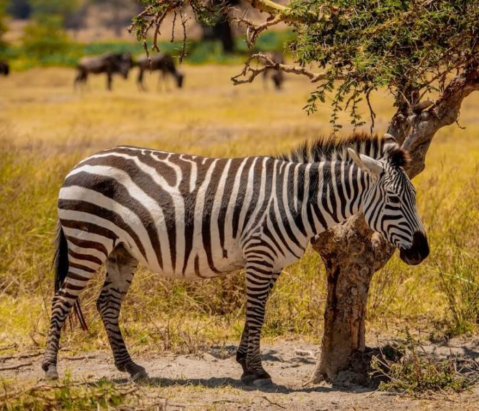 serengeti national perk tour