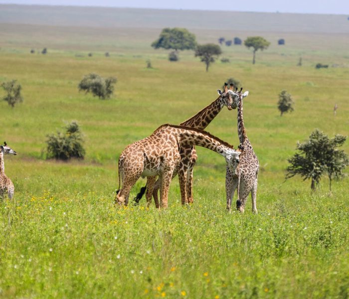 serengeti photo graphic safari