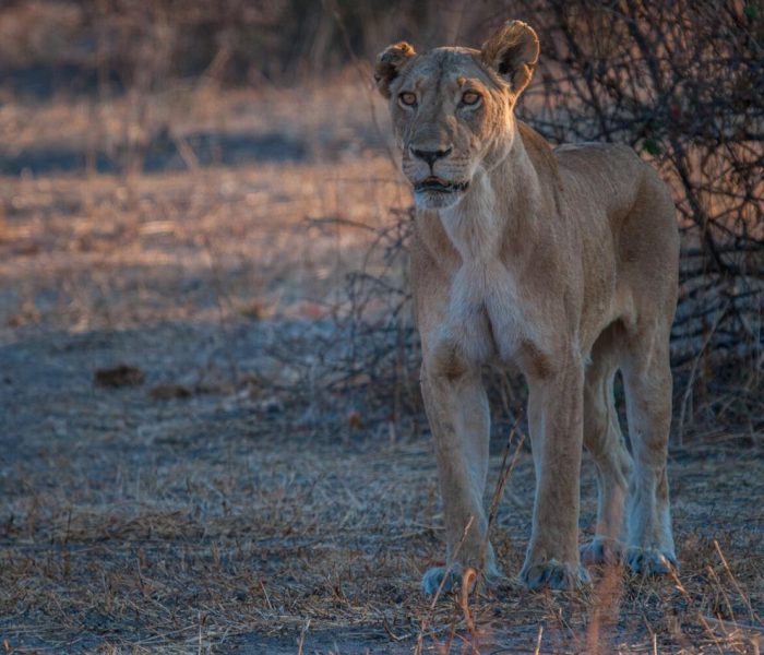 serengeti