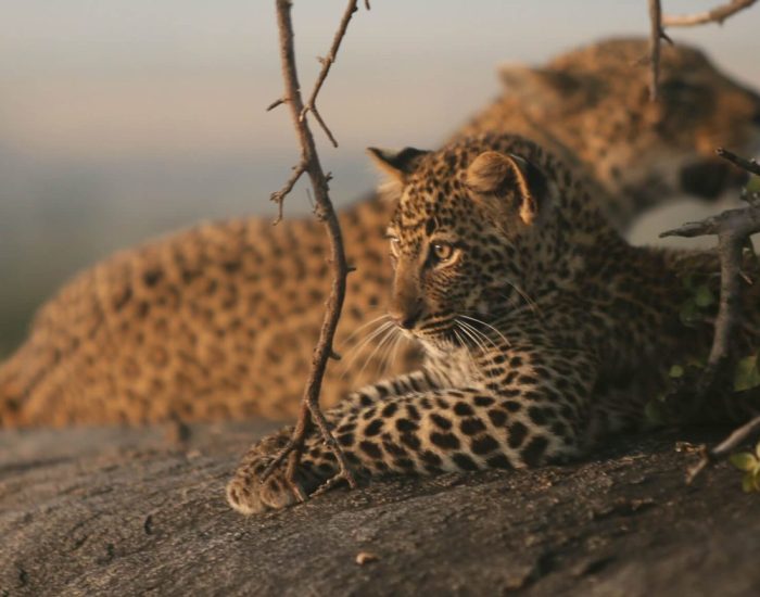 serengeti-under-canvas-leopard-claire-evans