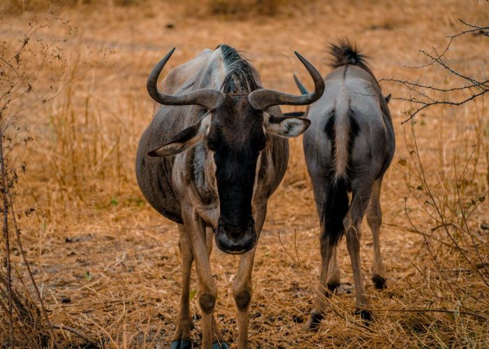 serengeti wildebeest