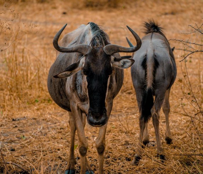 serengeti wildebeest