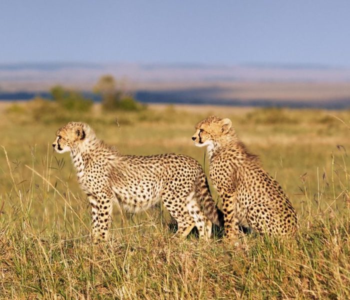 serengeti wildlife