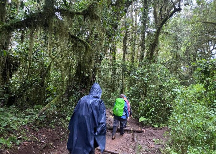 shira trekking kilimanjaro hiking