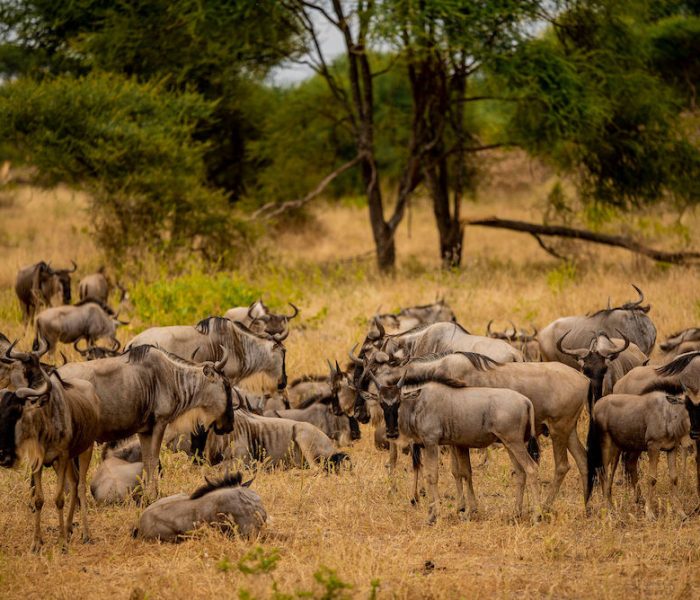 soul of tanzania5