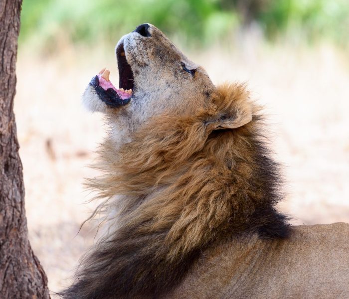 tanzania safari experince