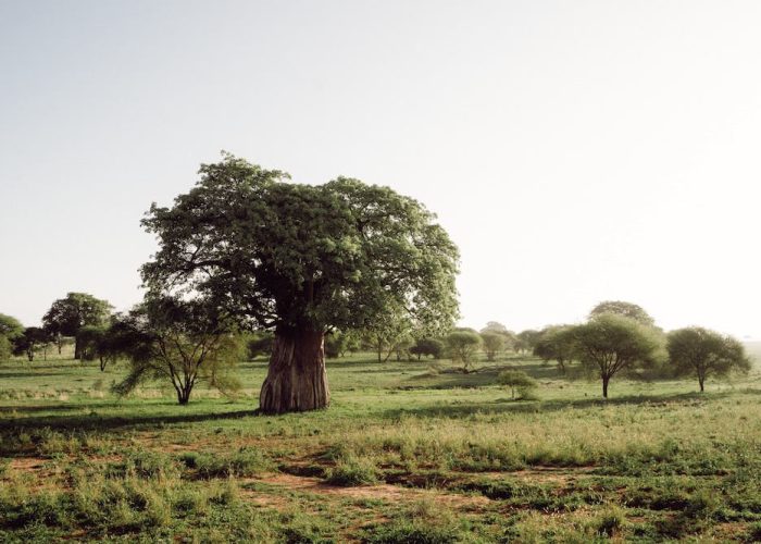 tanzania safari1