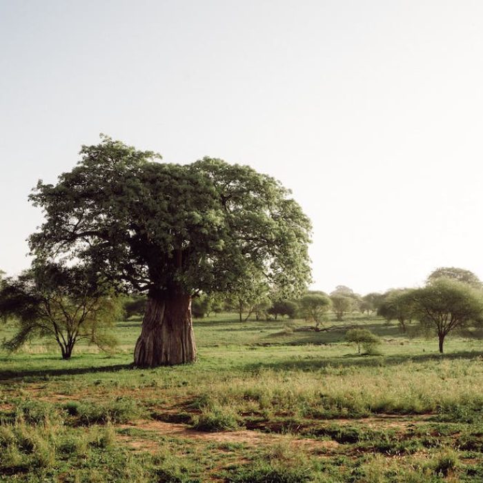 tanzania safari1