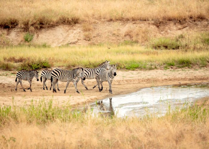 tanzania safari12