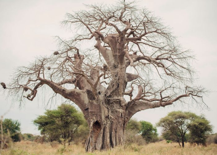 tanzania safari13