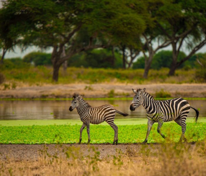 tarangire dams