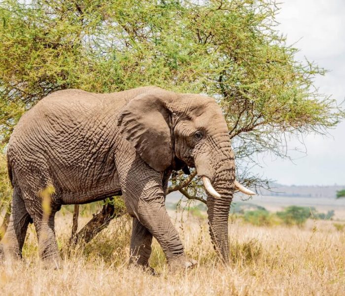 tarangire national park