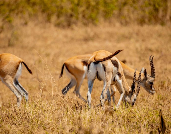 tarangire np2