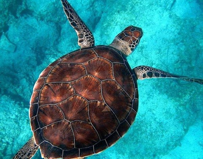 turtle_waters CHOLE