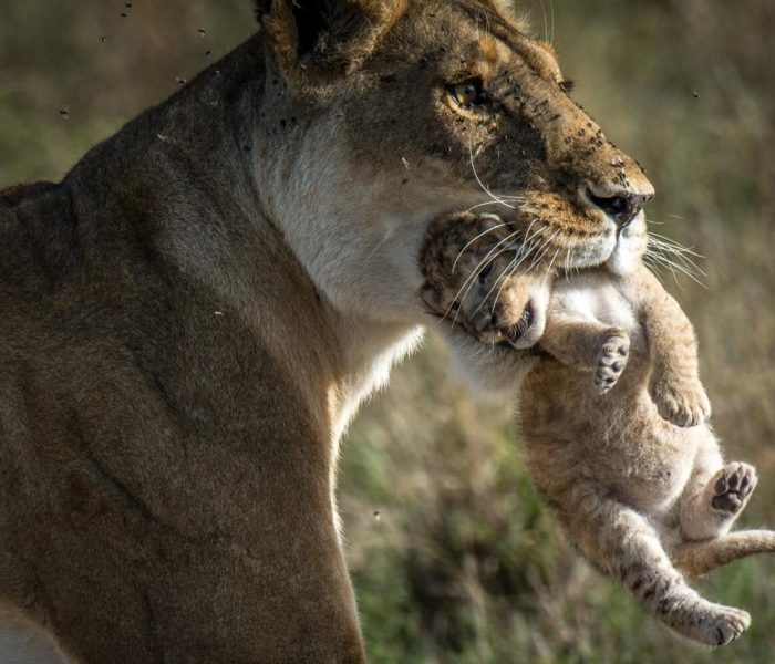 wild luxury in serengeti