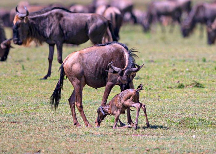 wildebeest-calving