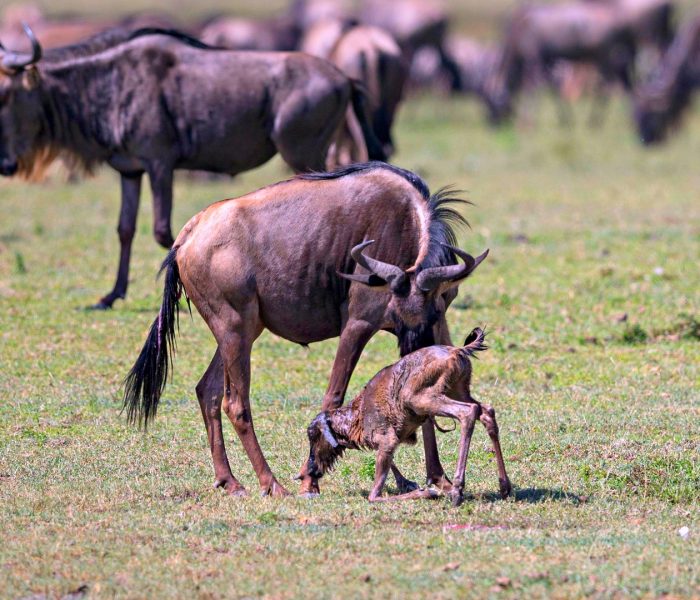 wildebeest-calving