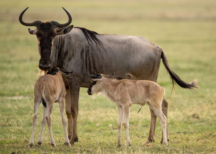 wildebeest-with-calves