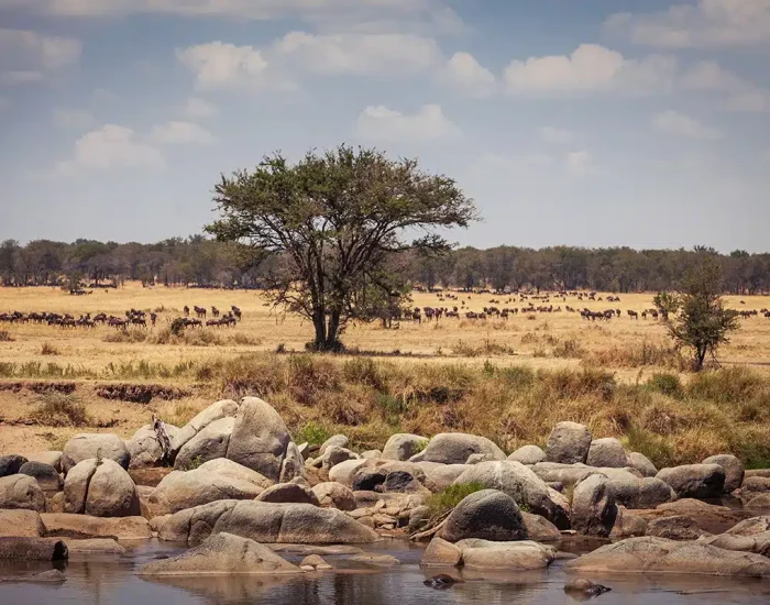 wildlife mararive gnu