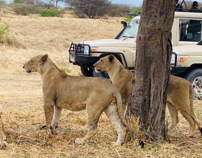 wonderful-TARANGIRE